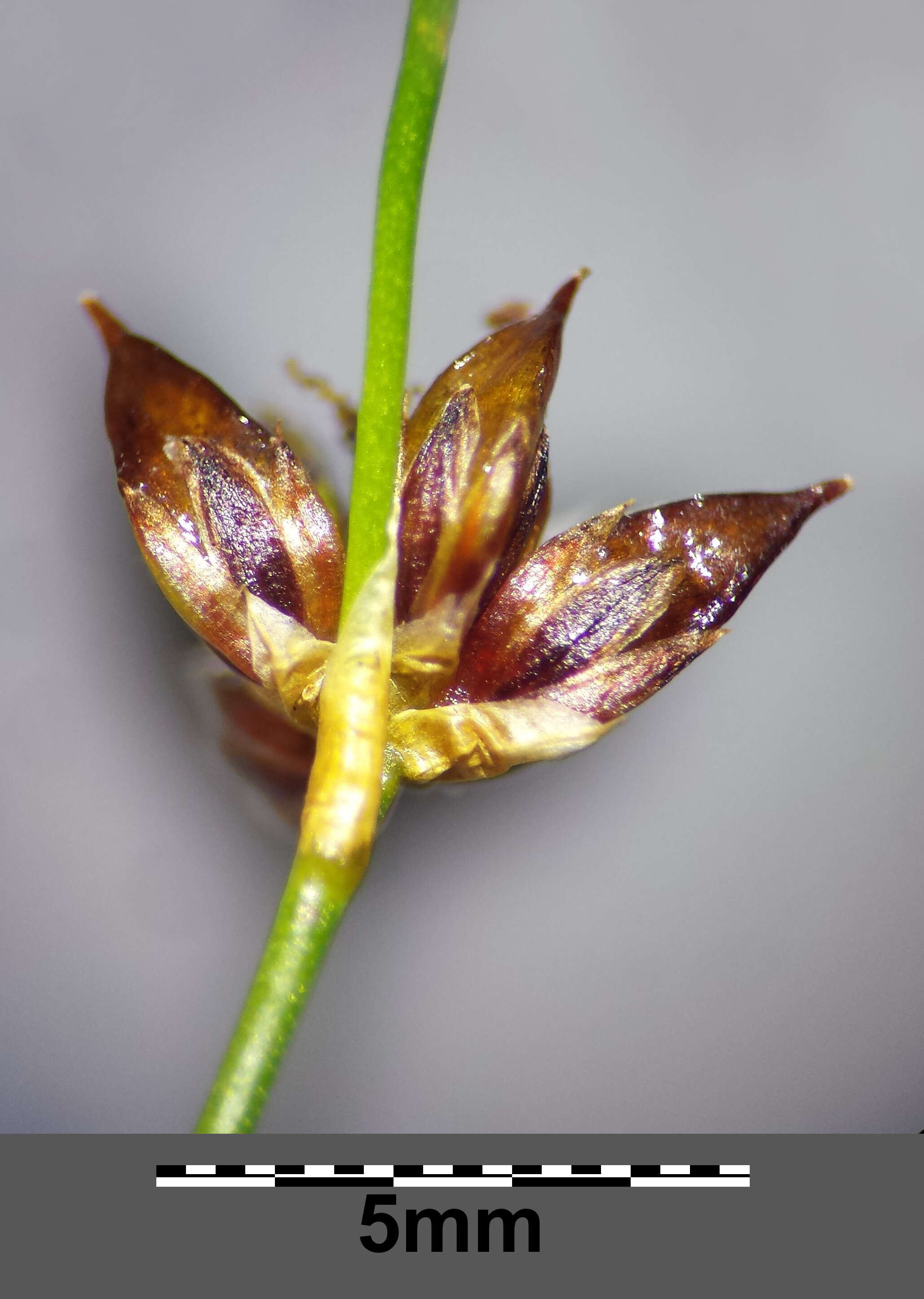 Juncus articulatus L. resmi