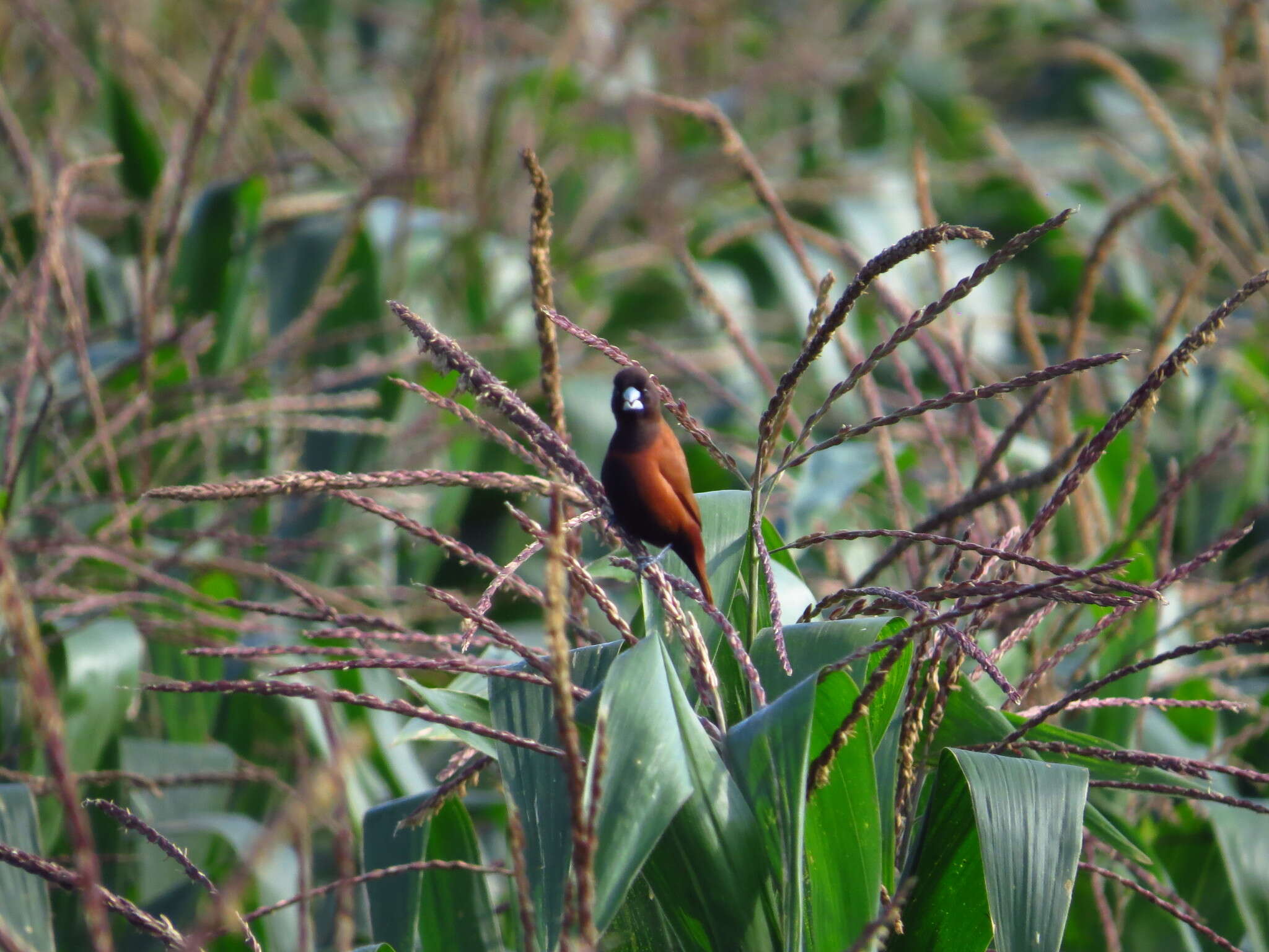 Image of Lonchura atricapilla formosana (Swinhoe 1865)