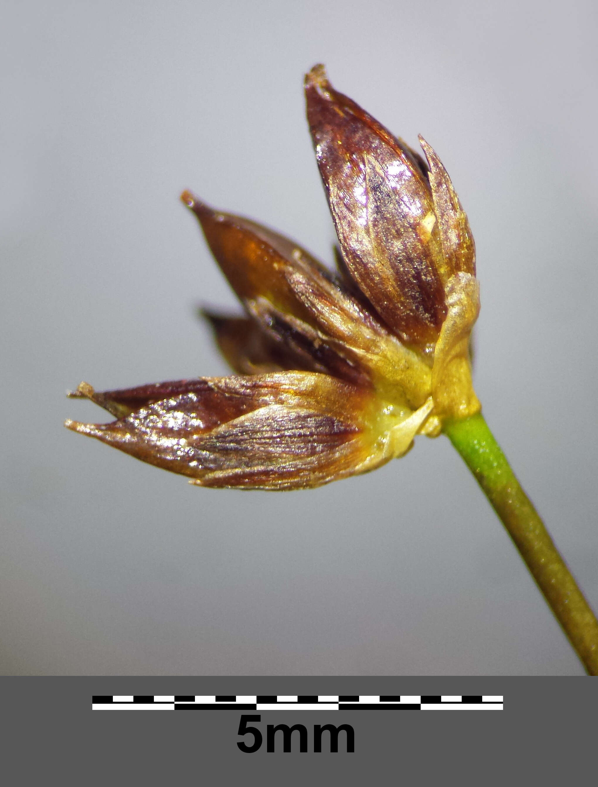 Juncus articulatus L. resmi