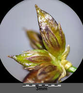 Juncus articulatus L. resmi