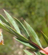 Image of Penaea acutifolia A. Juss.