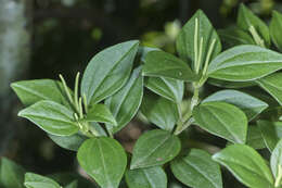 Image of Peperomia versicolor Trel.