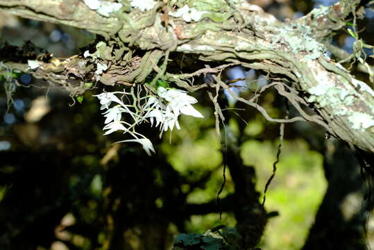 Image of Mystacidium brayboniae Summerh.