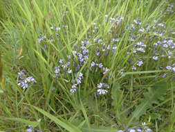 Image of Polygala serpyllifolia J. A. C. Hose