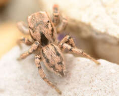 Image of Habronattus texanus (Chamberlin 1924)