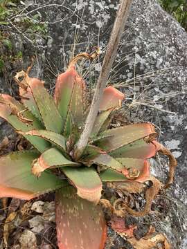 Image of Aloe affinis A. Berger