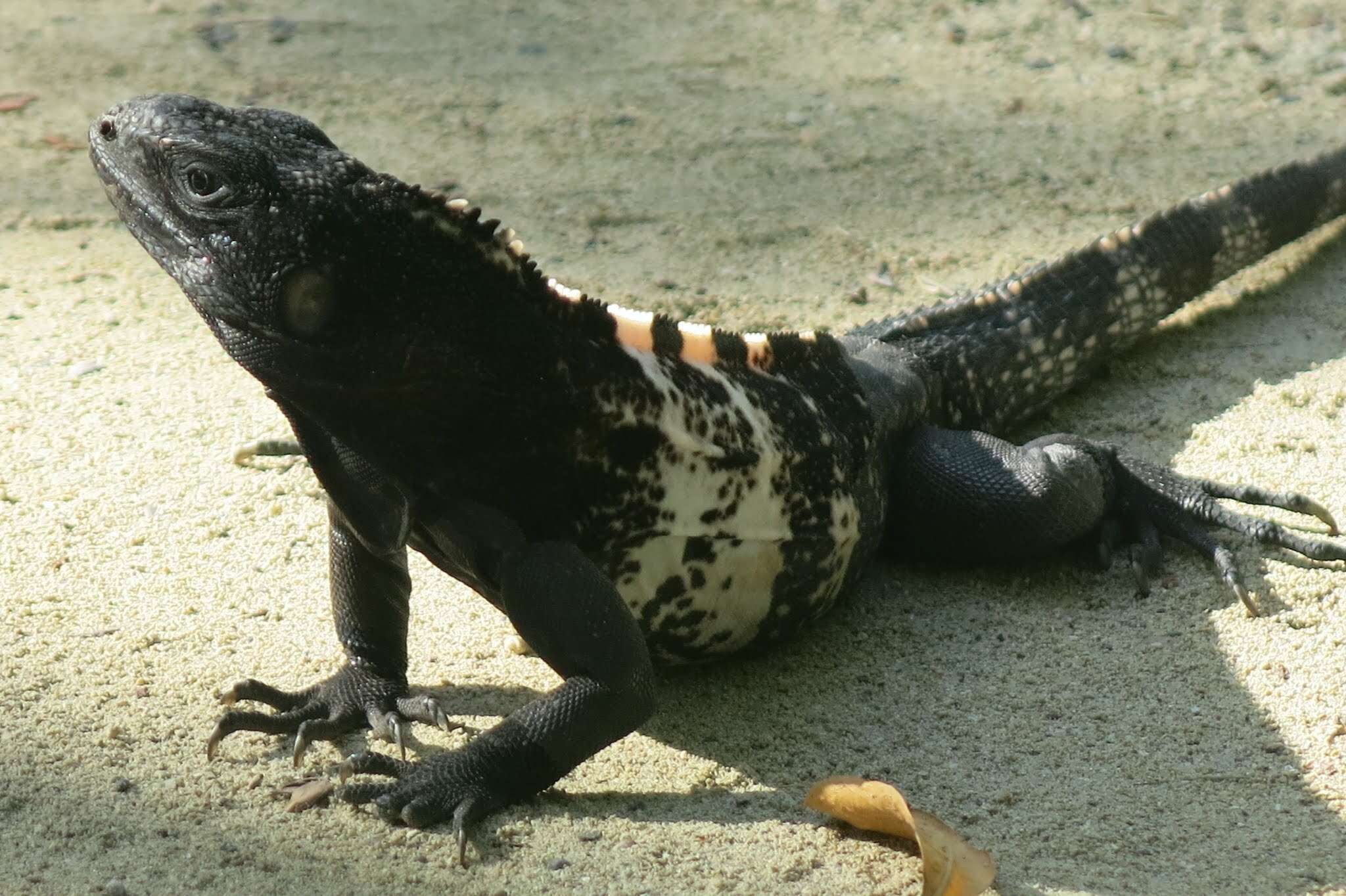 Image of De Queiroz's Spiny-tailed Iguana