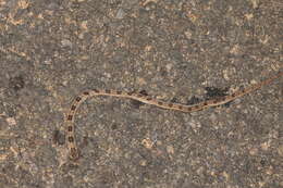 Image of Loos Snake