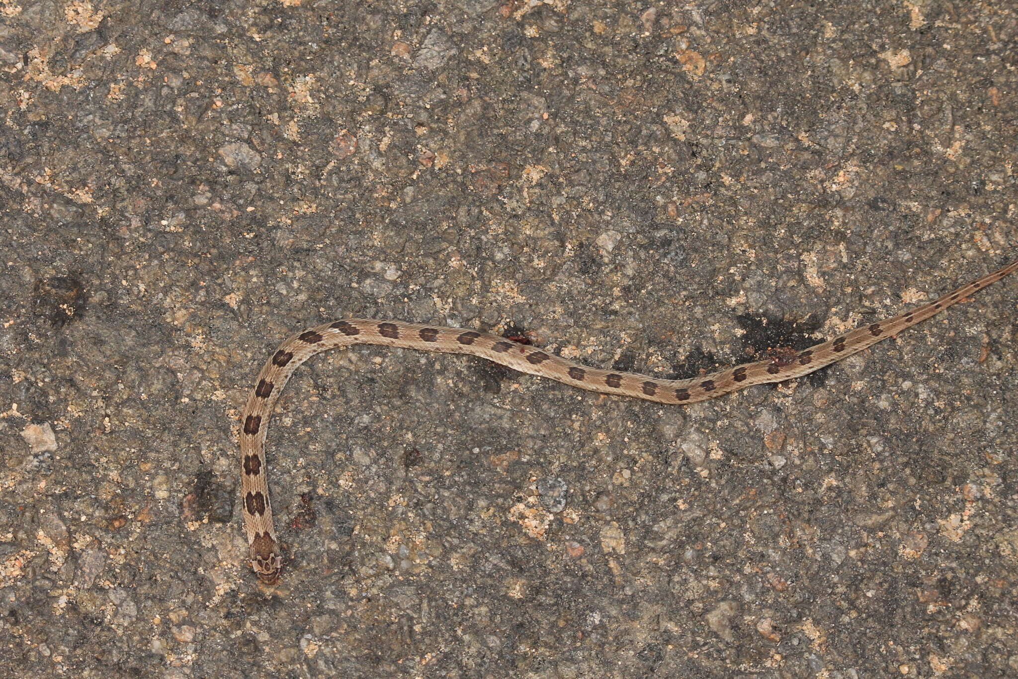 Image of Loos Snake