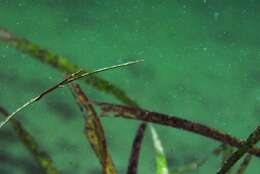 Image of Southern Gulf pipefish