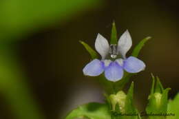 Image of Lobelia alsinoides Lam.