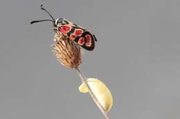 Image of Zygaena carniolica suavis Burgeff 1926