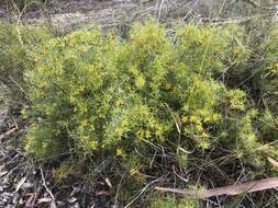 Imagem de Persoonia juniperina Labill.