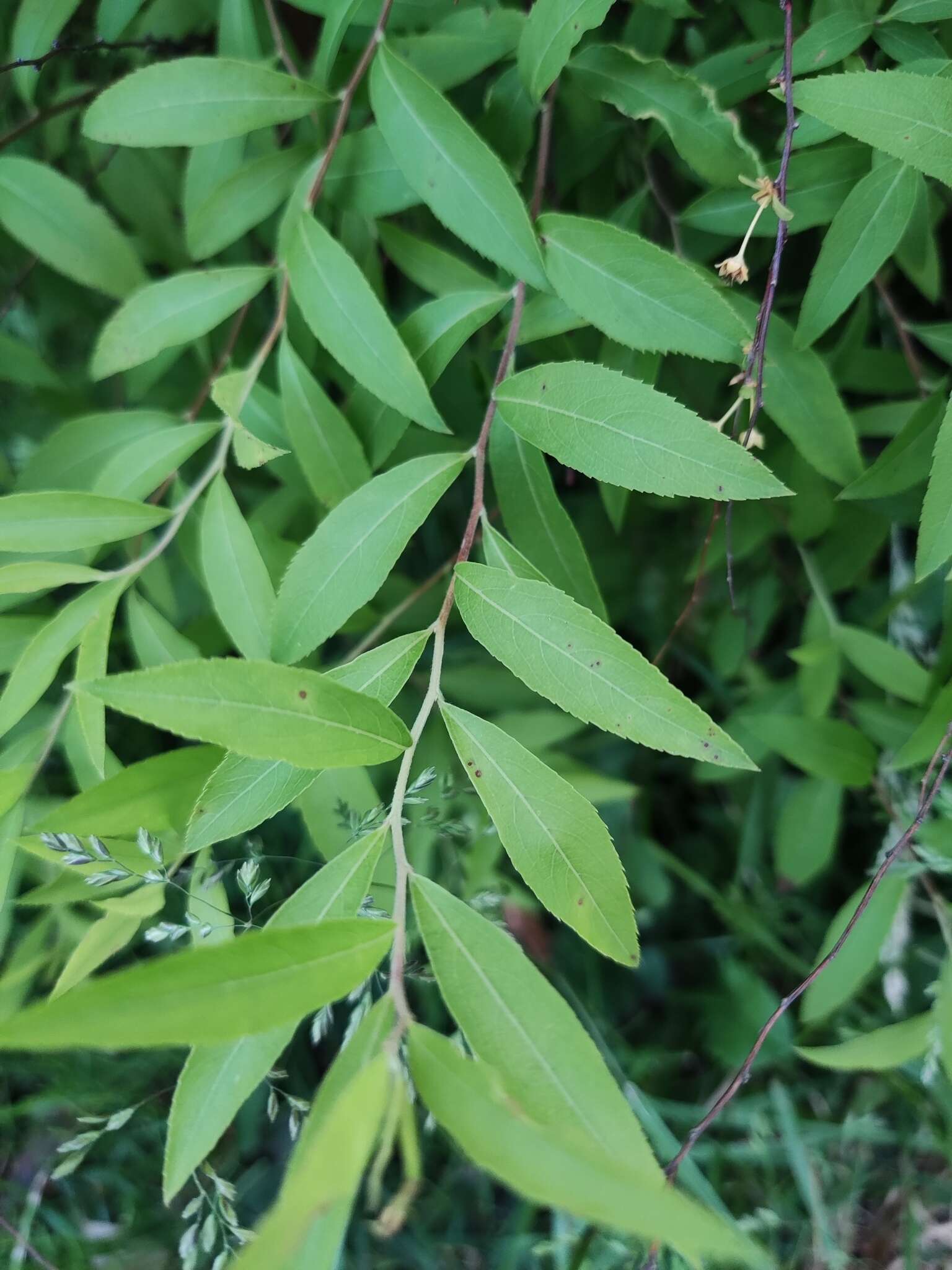 Image de Spiraea thunbergii Sieb. ex Bl.