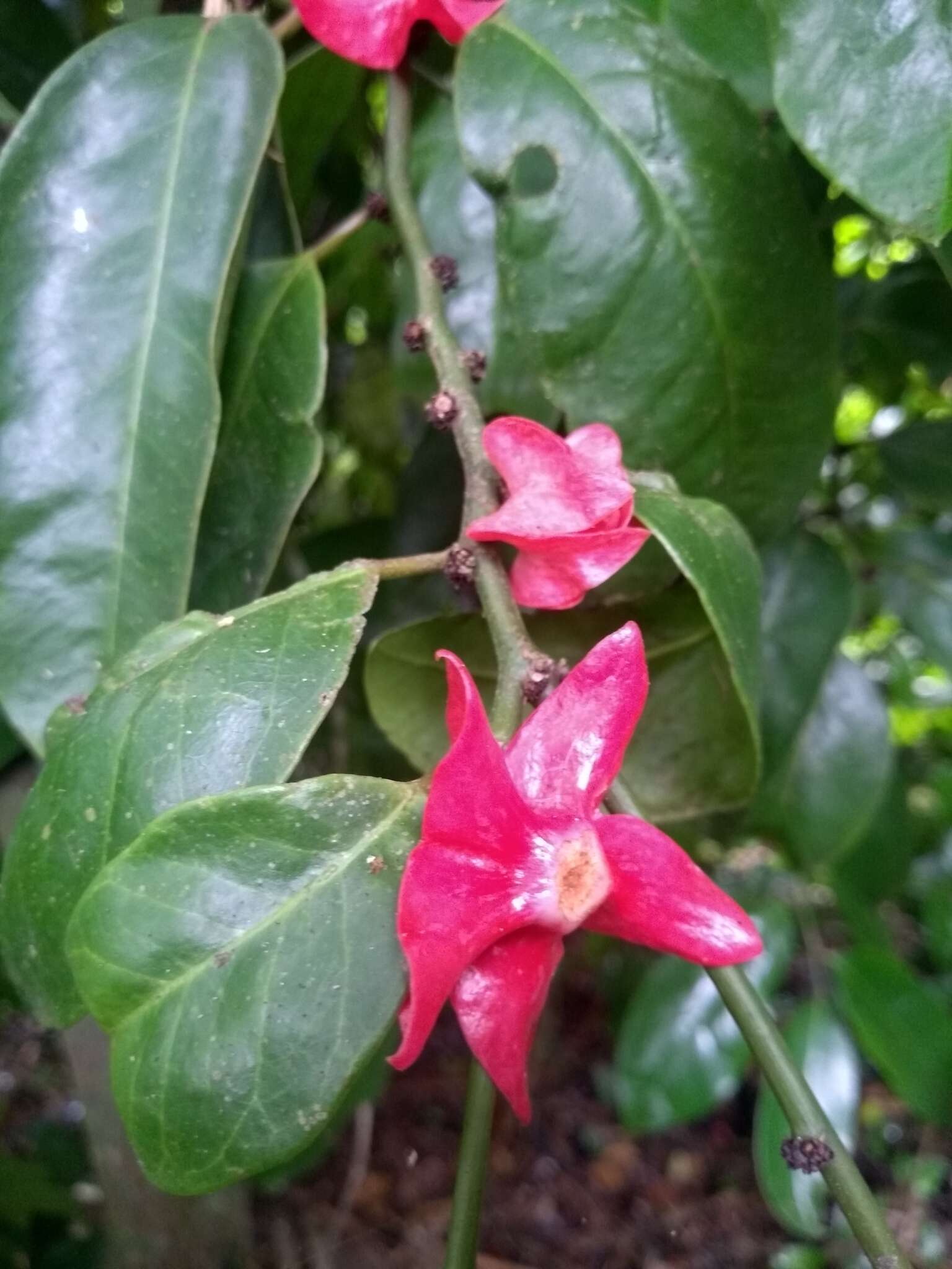 Image of Heisteria perianthomega (Vellozo) H. O. Sleumer