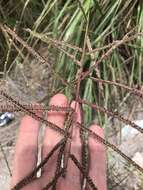 Image of Slender Ditch Crown Grass