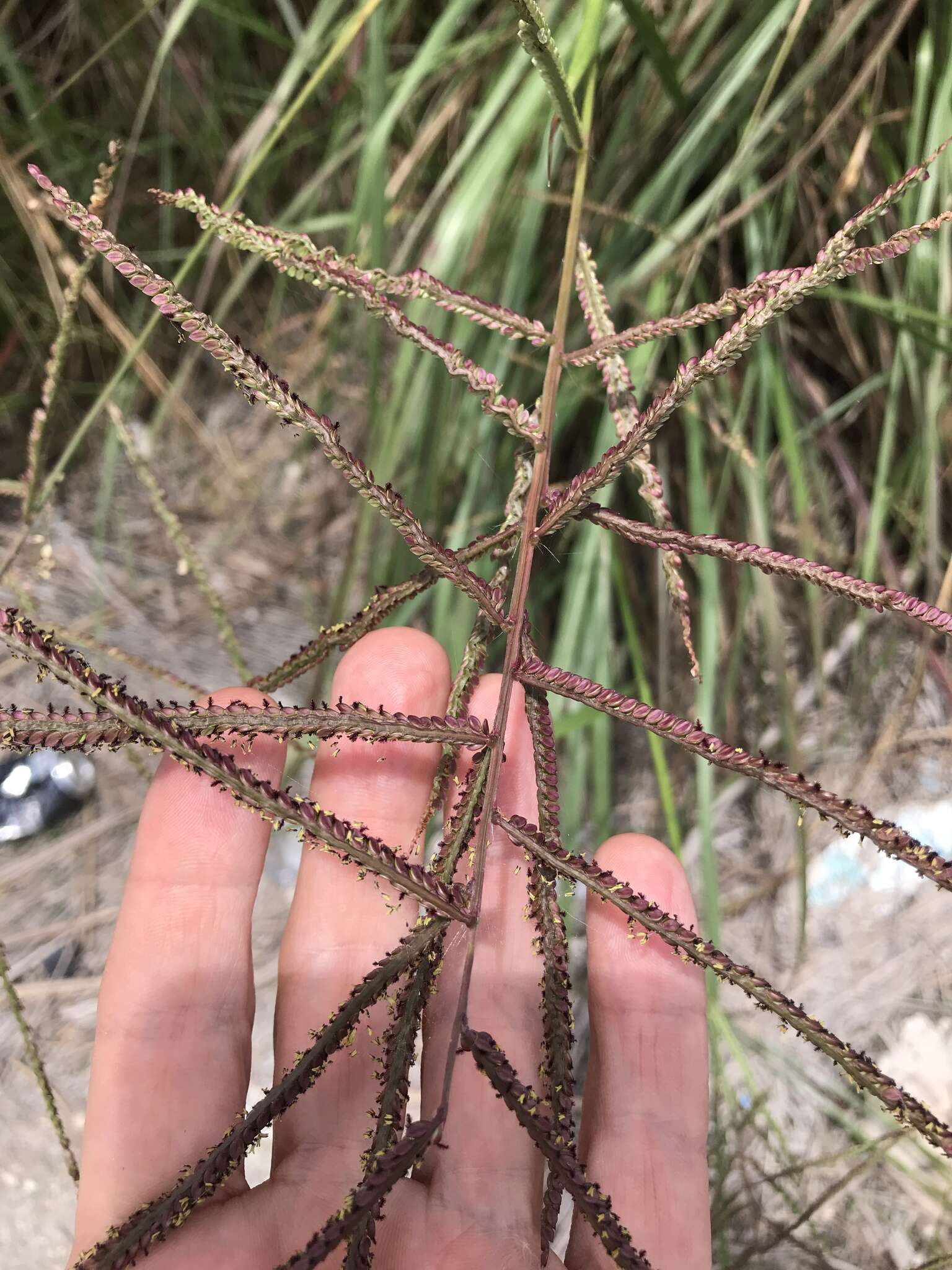 Image of Slender Ditch Crown Grass