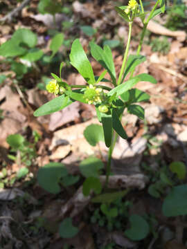 Imagem de Ranunculus abortivus L.