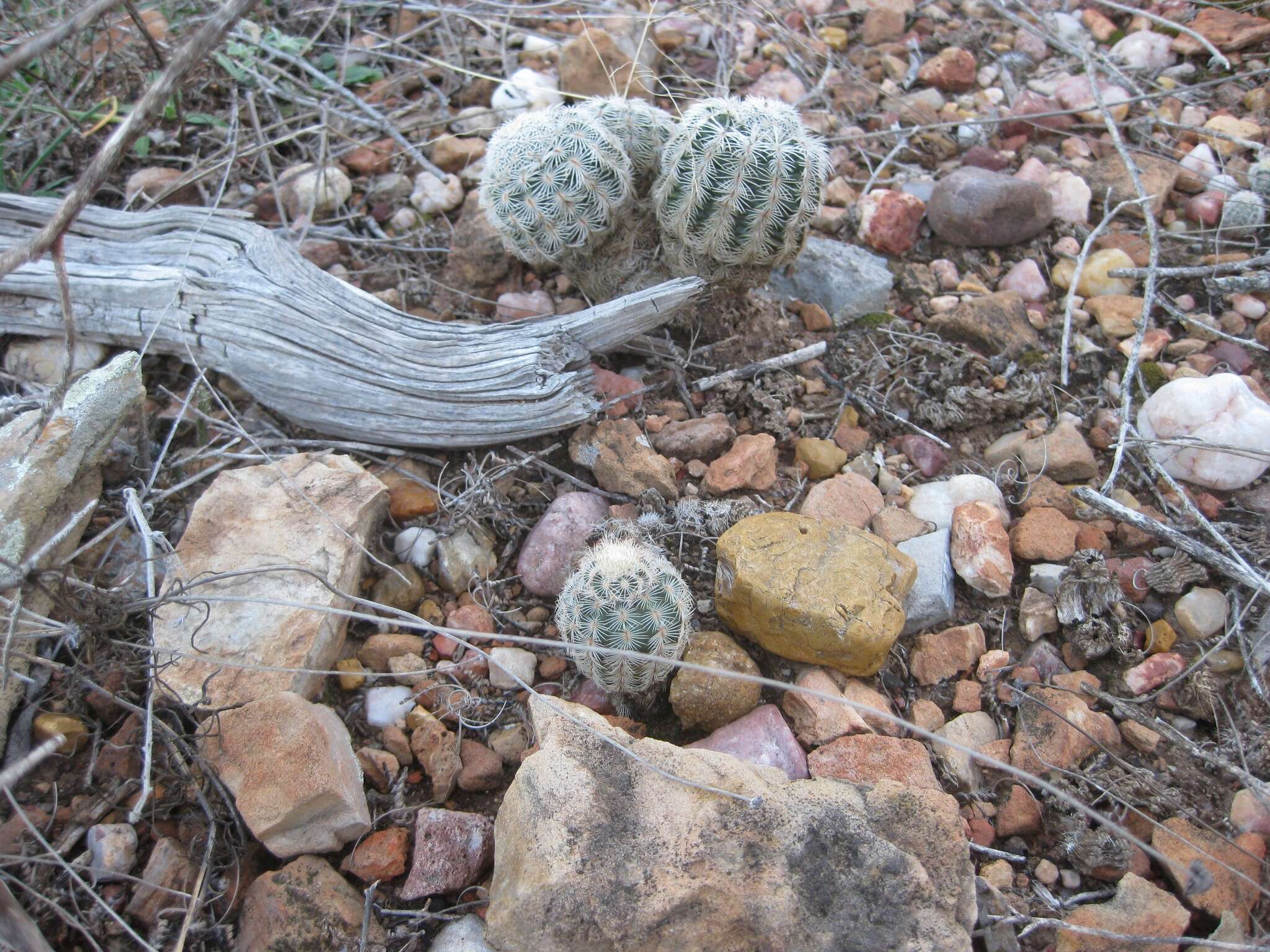 Image de Echinocereus reichenbachii subsp. caespitosus