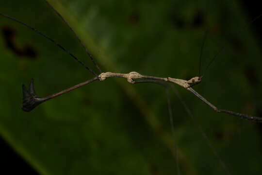 Ghilianella mirabilis McAtee & Malloch 1925 resmi