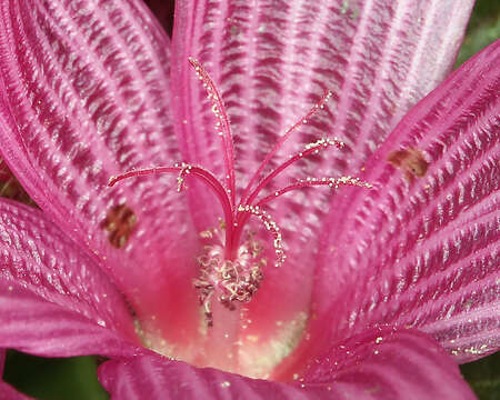 Image of dwarf checkerbloom