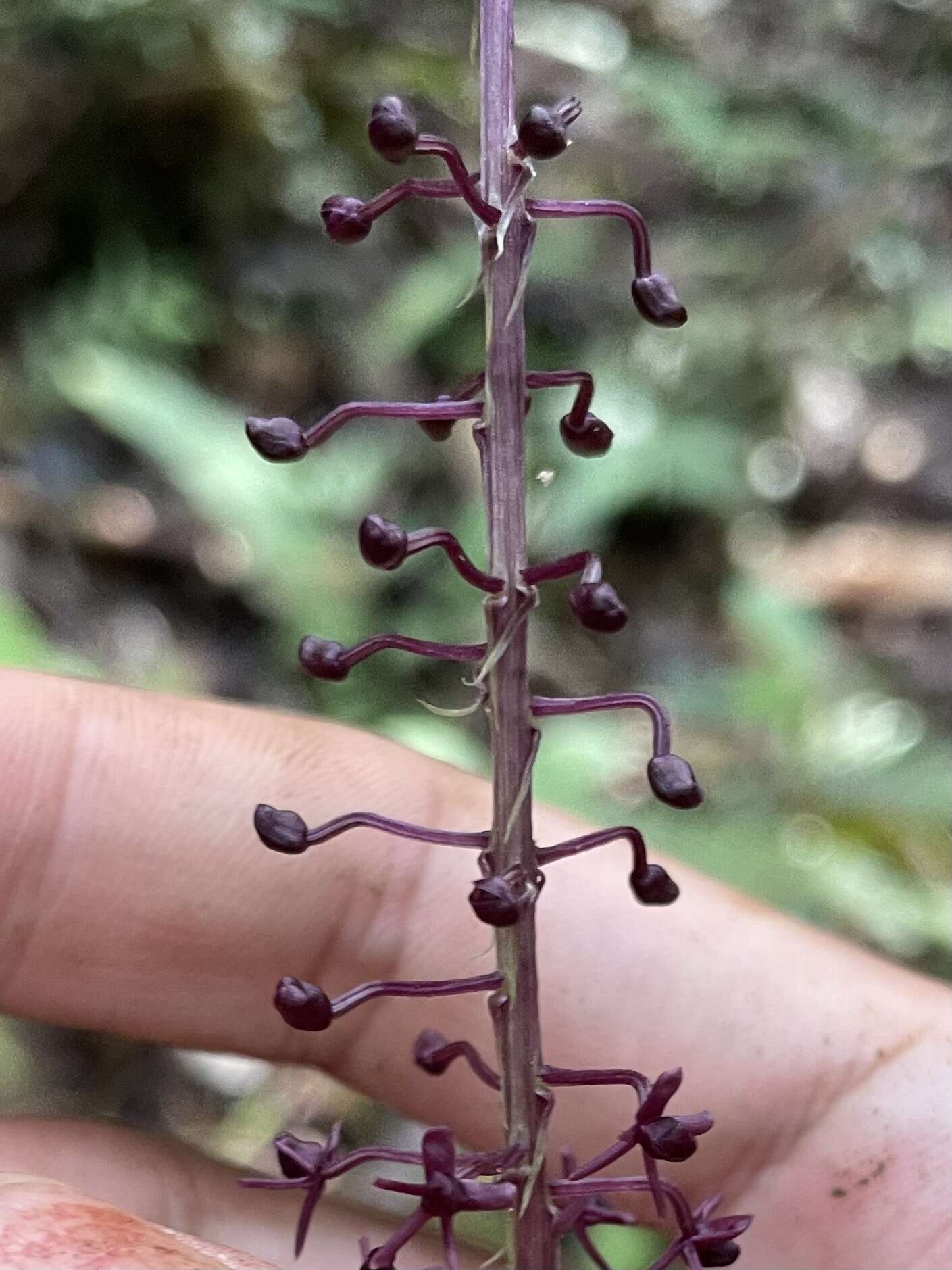 Image of Crepidium atrosanguineum (Ames) Marg. & Szlach.