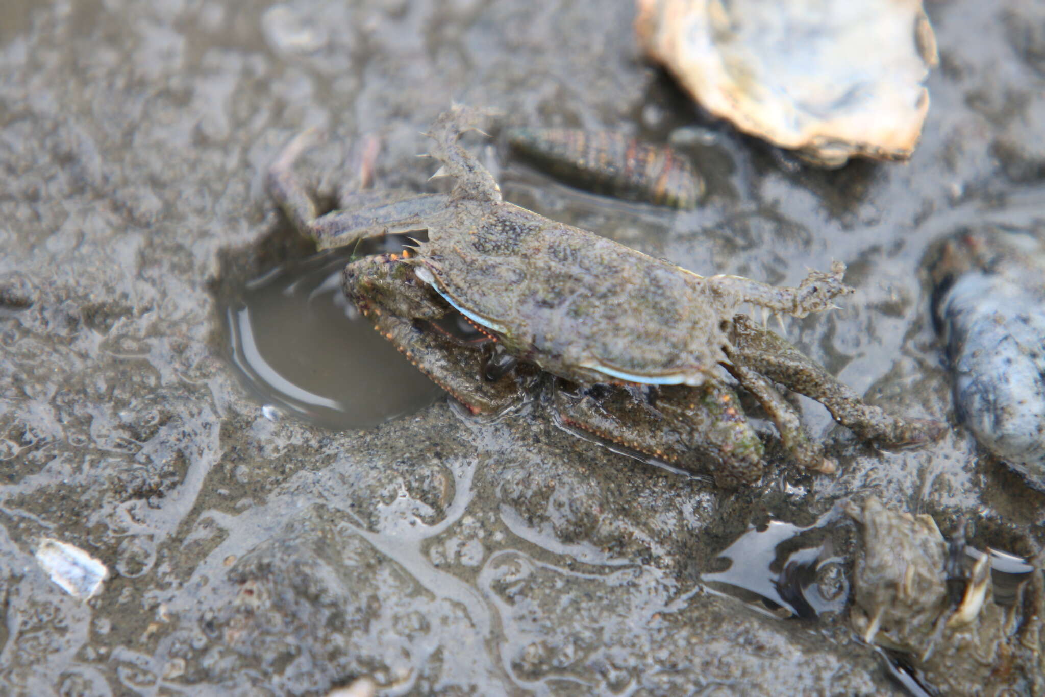 Image of Macrophthalmus (Macrophthalmus) abbreviatus R. B. Manning & Holthuis 1981