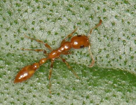 Tetraponera emeryi (Forel 1911) resmi