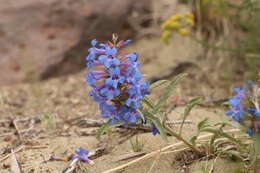 Penstemon acuminatus Dougl.的圖片