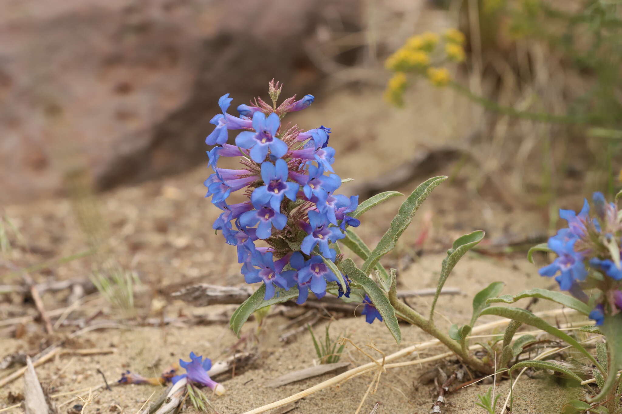 Penstemon acuminatus Dougl.的圖片