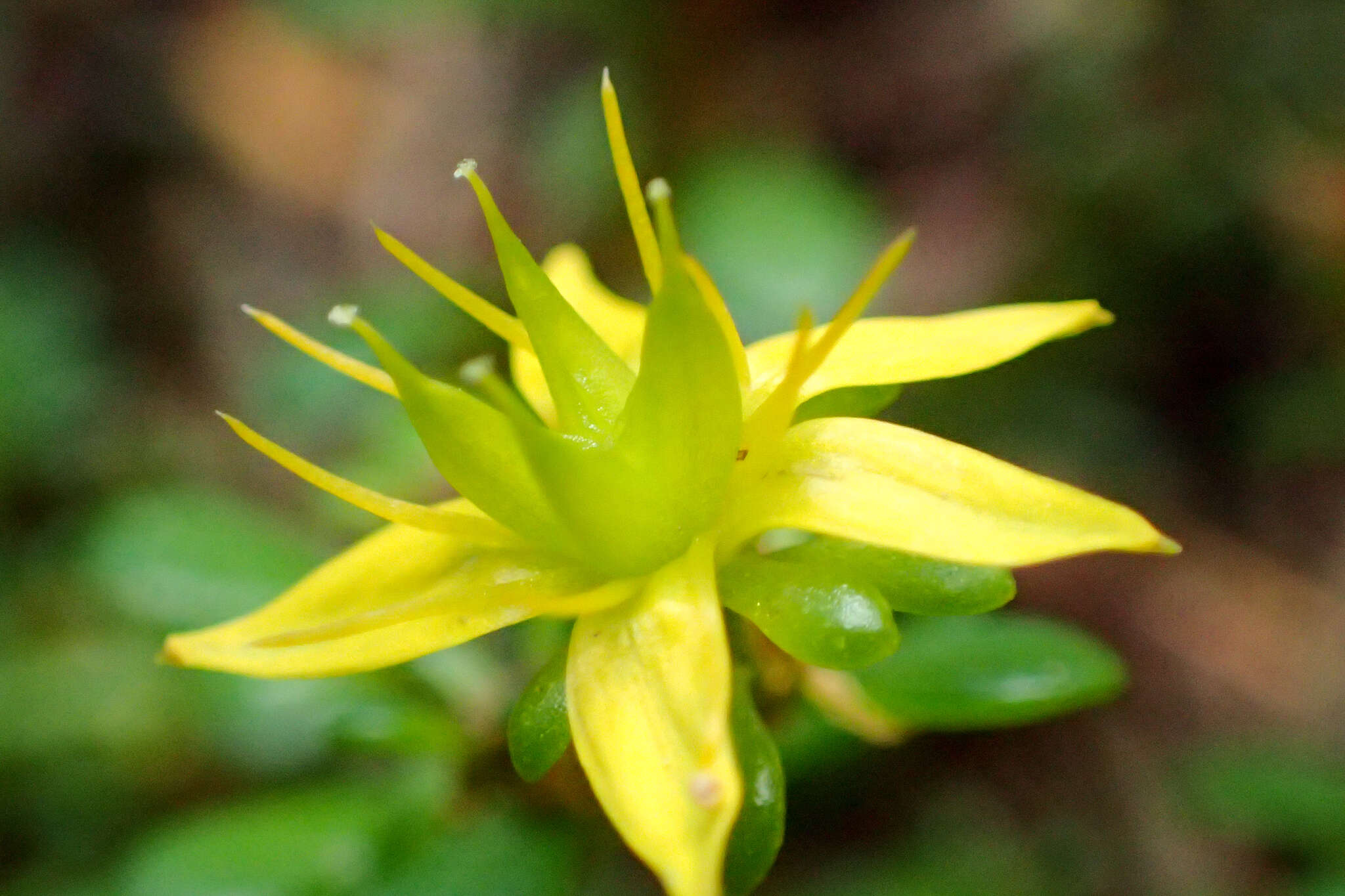 Image of Sedum erythrospermum Hayata