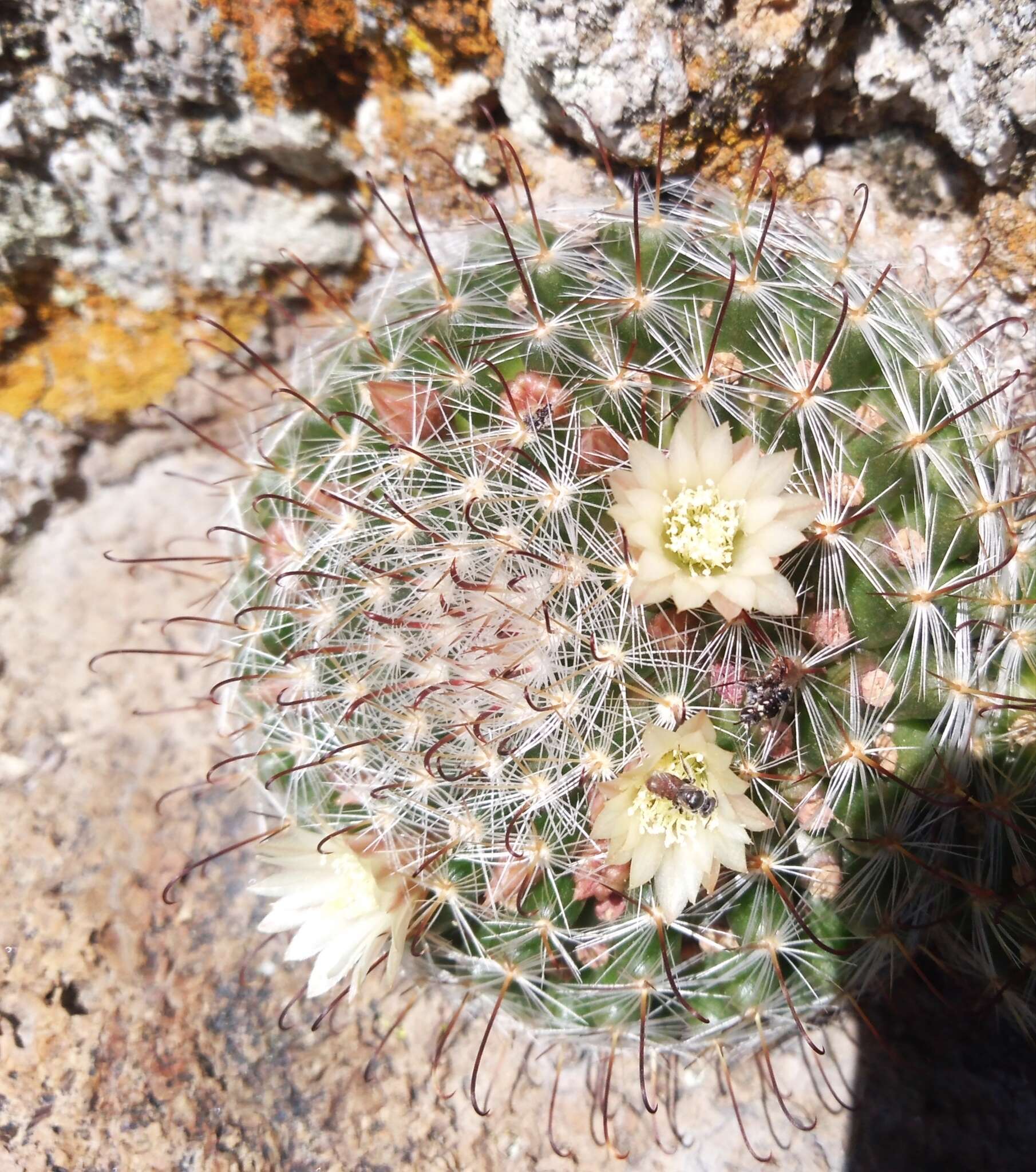 Image of Mammillaria jaliscana subsp. zacatecasensis (Shurly) D. R. Hunt