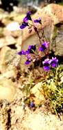 Image of Nemesia chrysolopha Diels