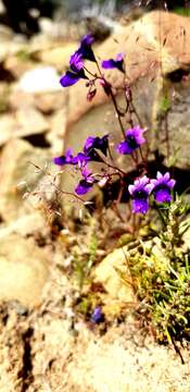 Sivun Nemesia chrysolopha Diels kuva