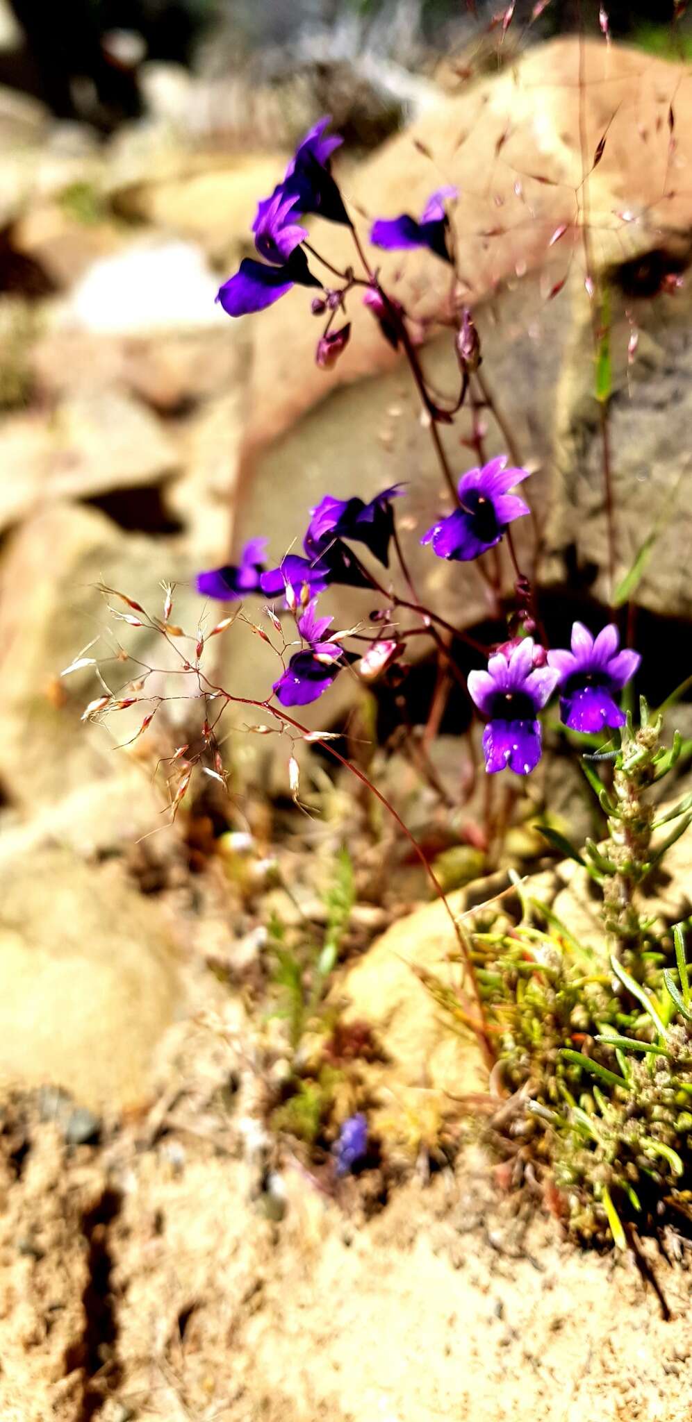 Image of Nemesia chrysolopha Diels