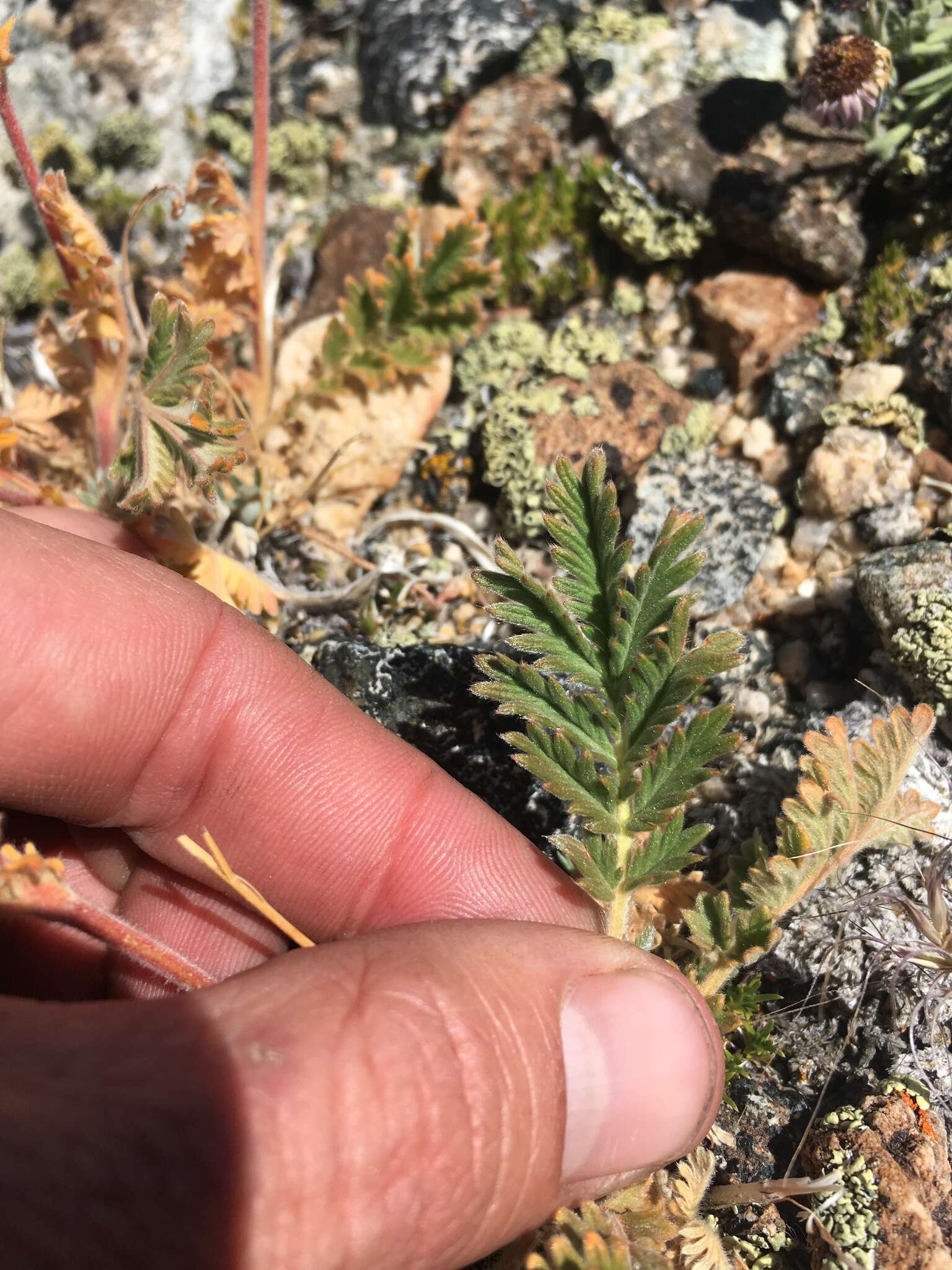 Image of Pennsylvania cinquefoil