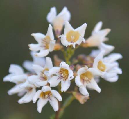 صورة Antherothamnus pearsonii N. E. Brown