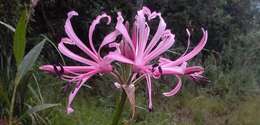 Image of Nerine angustifolia (Baker) W. Watson