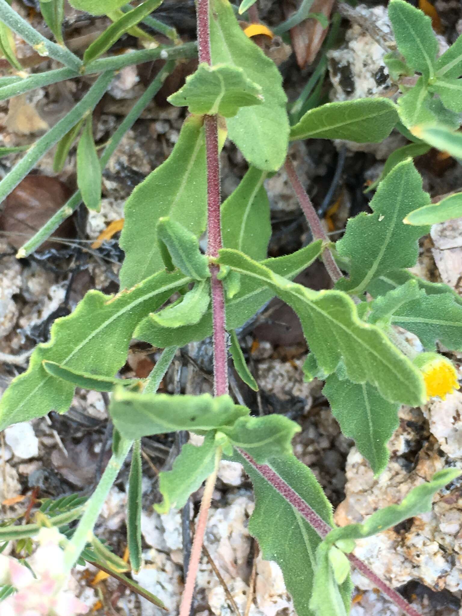 Image of Melampodium sinuatum Brandeg.