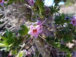 Image of <i>Echium perezii</i> Sprague