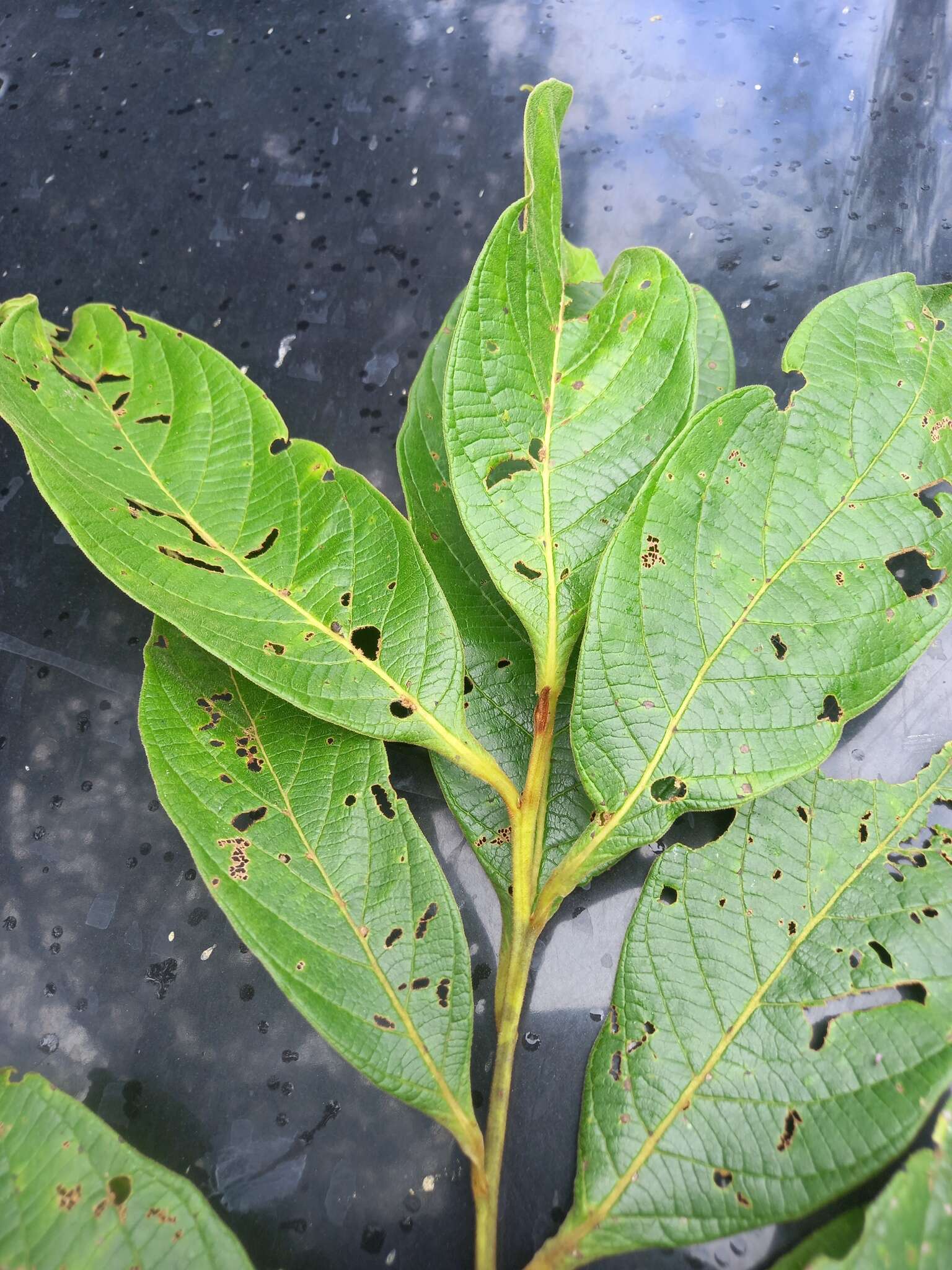 صورة Nectandra reticulata (Ruiz & Pav.) Mez