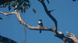 Image of Buff-bellied Puffbird