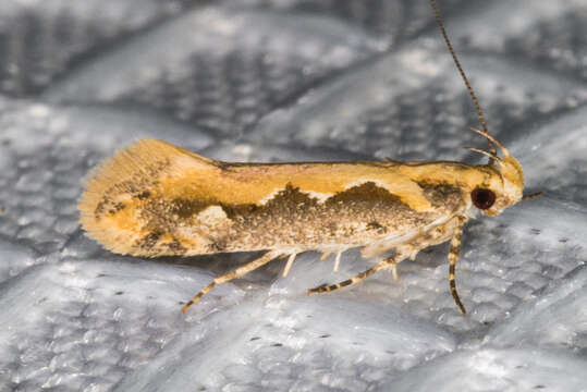 Image of Moth