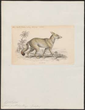 Image of African Sand Fox