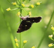 Image de Heliothela wulfeniana Scopoli 1763