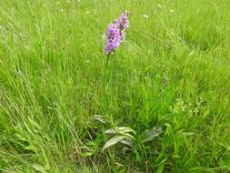 Image of Common spotted orchid