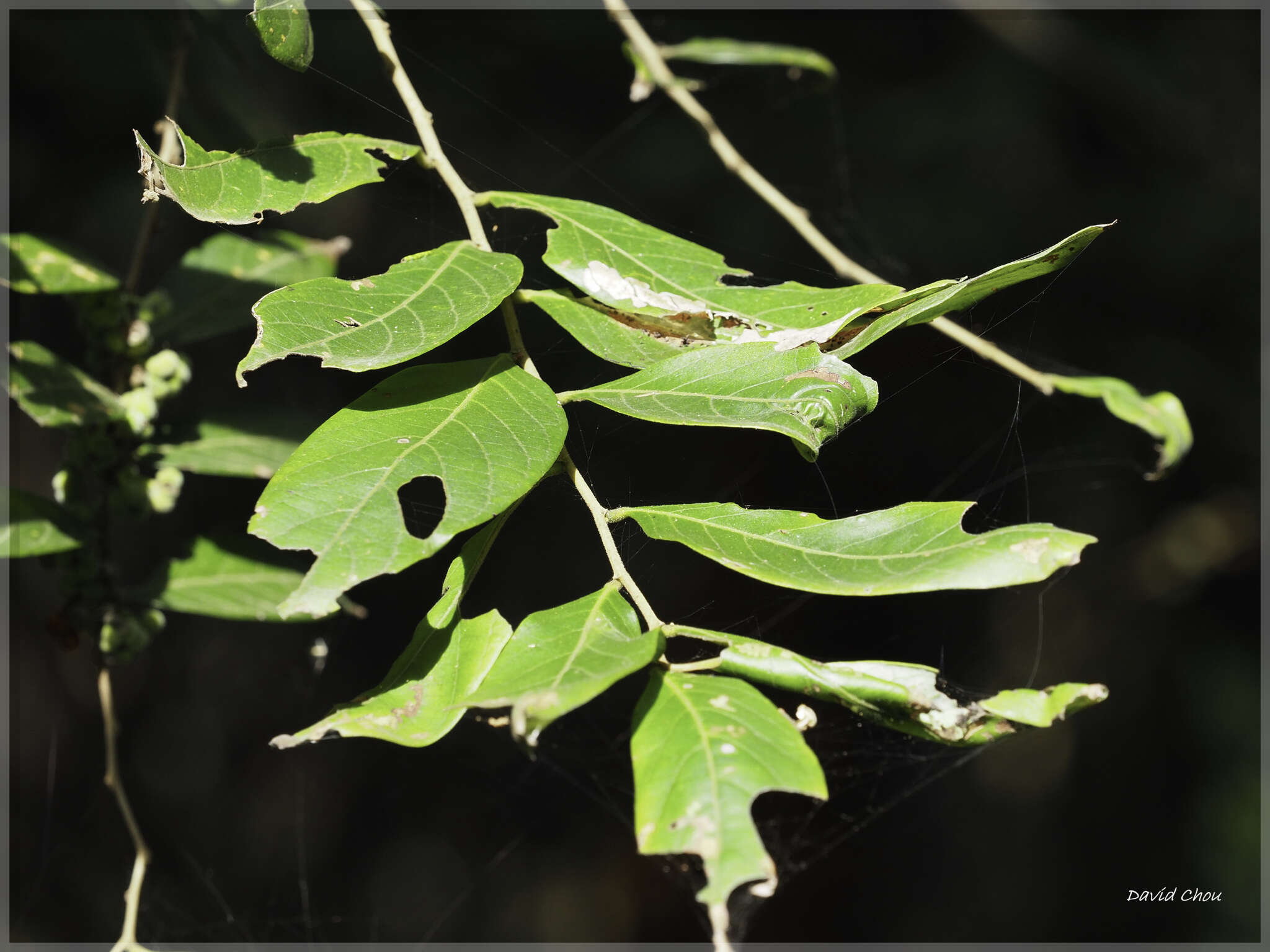 Слика од Phyllanthus meghalayensis Chakrab. & N. P. Balakr.