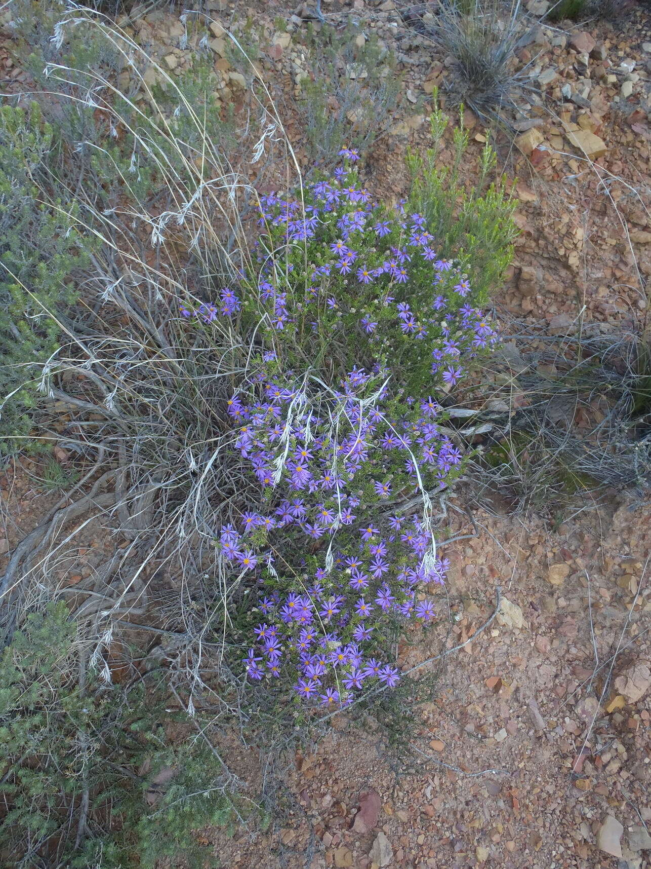 Image of Felicia filifolia subsp. filifolia