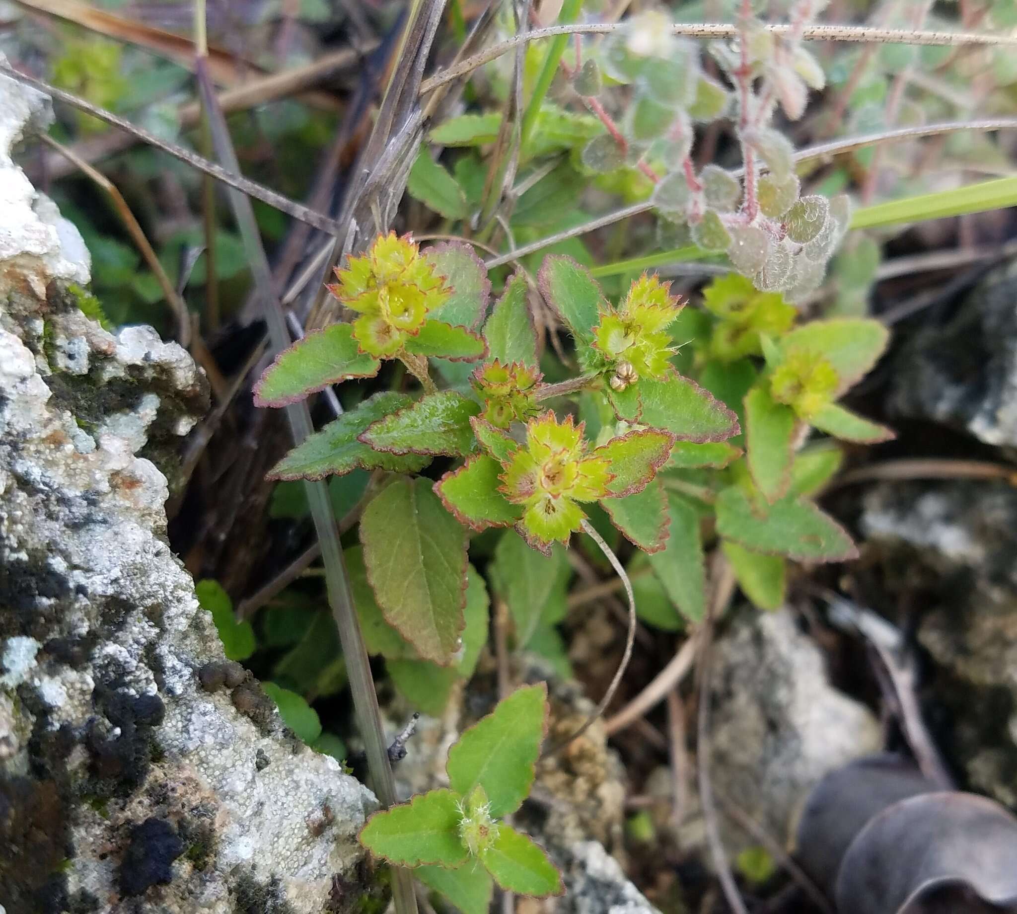 Imagem de Acalypha chamaedrifolia (Lam.) Müll. Arg.