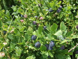 Image of bilberry